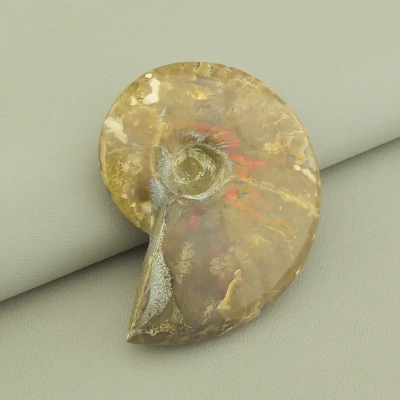 Зразок Аммоніт 80x60 мм.