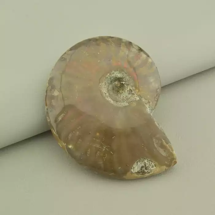 🏷️️ Зразок Аммоніт 80x65 мм. ss_99401