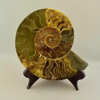 Зразок Аммоніт 200х160мм.