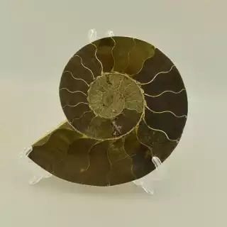 Зразок Аммоніт 150x120мм.