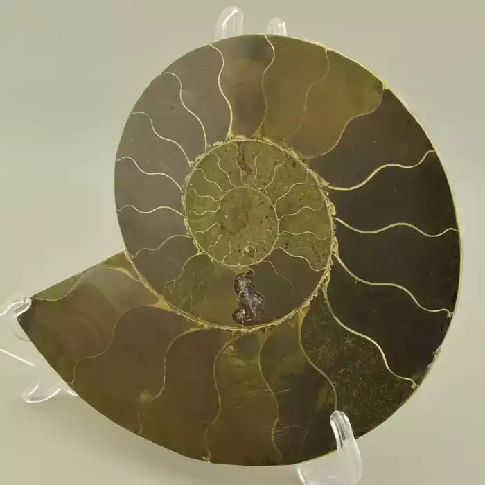 🏷️️ Зразок Аммоніт 150x120мм. F-106142