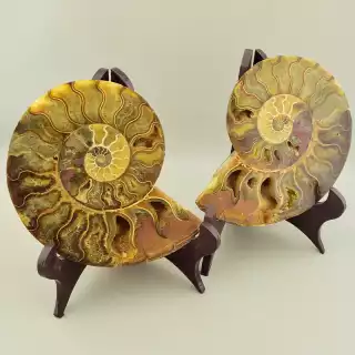 Зразок Аммоніт 160x130мм.