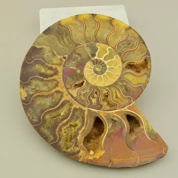 🏷️️ Зразок Аммоніт 160x130мм. F-106565