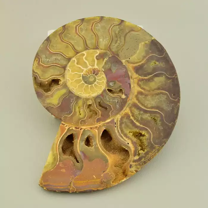 🏷️️ Зразок Аммоніт 160x130мм. F-106565