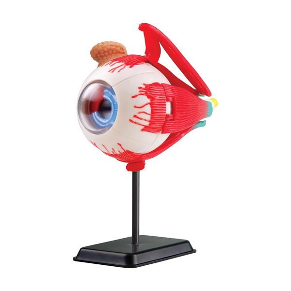 Модель очного яблука Edu-Toys збірна 14 см (SK007) SK007 SK007
