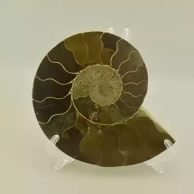 Зразок Аммоніт 155x120мм.