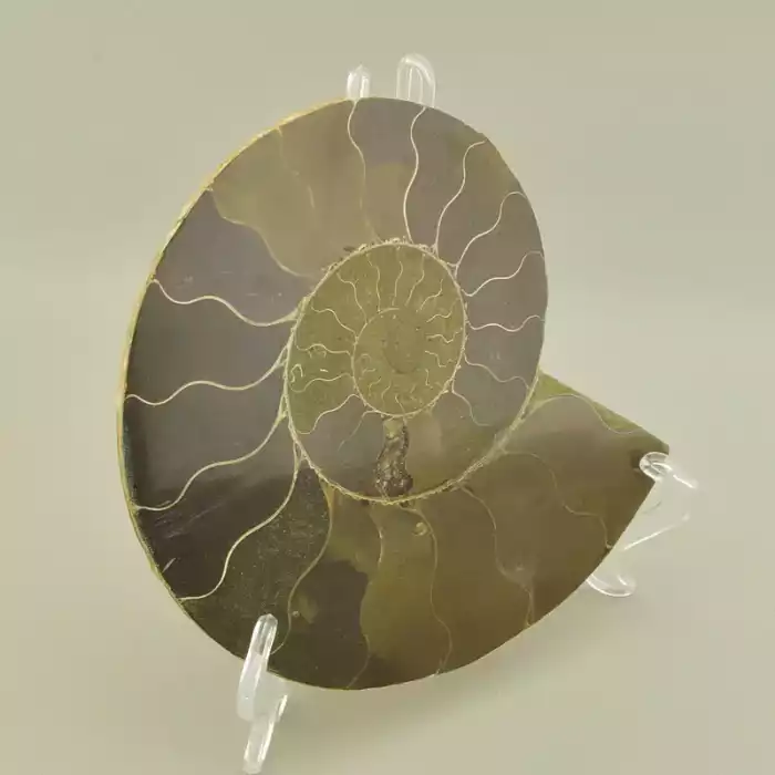 🏷️️ Зразок Аммоніт 155x120мм. F-106065