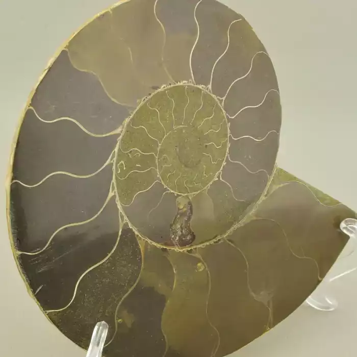 🏷️️ Зразок Аммоніт 155x120мм. F-106065